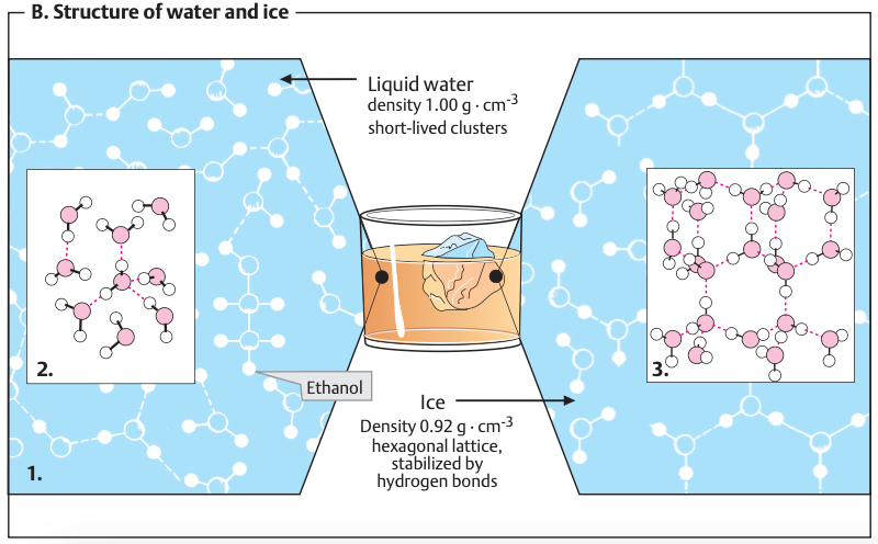 Water as a Solvent: Structure of Water and Ice